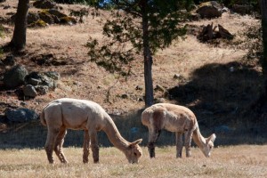 Alpaca Farm