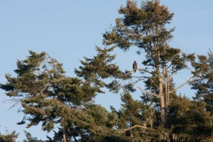 Teenage bald eagle