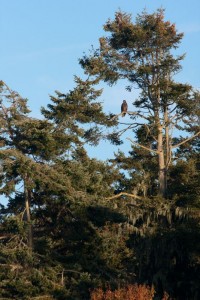 Teenage bald eagle