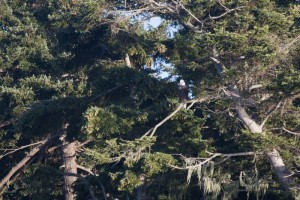 Bald eagle