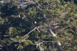 Bald eagle