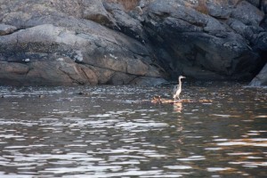 Great blue heron