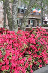 Azaleas along the river