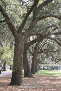 Row of Oak Trees in Forsythe Park