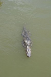 Gator