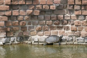 Sunbathing turtle