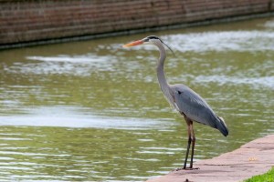 Heron