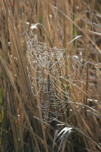 Spider web