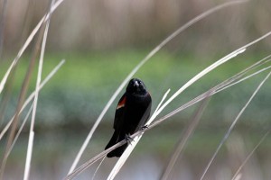 Red-winged blackbird