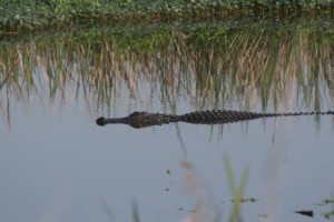 Gator