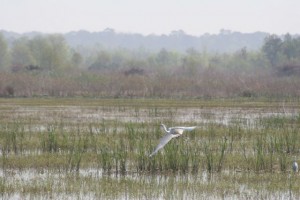 Egret