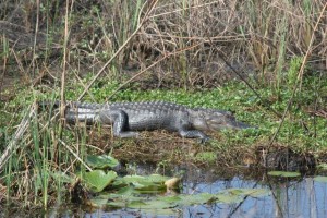 Snoozing gator