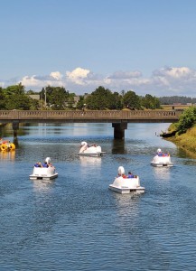 Swans on parade