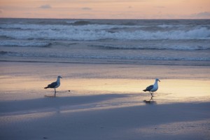 Seagulls at sunset