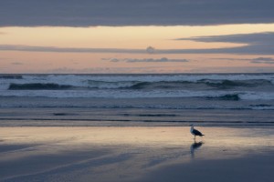 Seagull at sunset