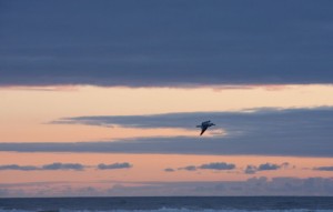 Seagull at sunset