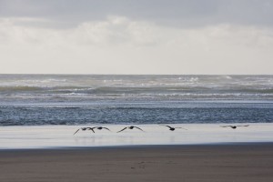 Seagulls flying low