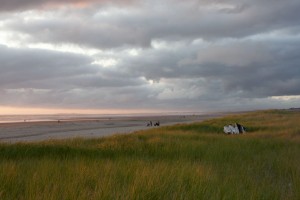 Beach grass at sunset