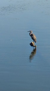 Heron in the river