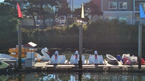 Swan boats