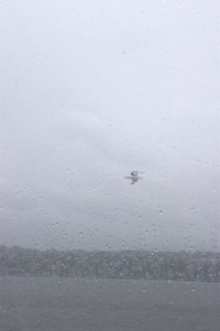 Seagull in the rain