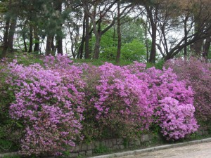 Azaleas