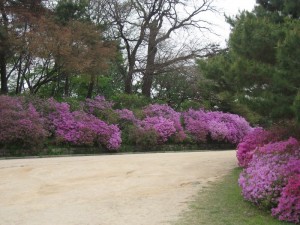 Lots of azaleas