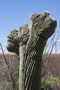 Wrinkly cactus