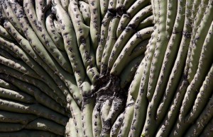 Cactus closeup