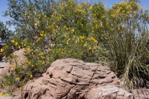 Yellow flowers