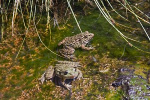 A few more frogs