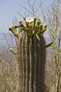 Flowering cactus