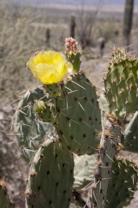 Cactus flower