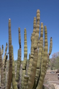 Cactus clump