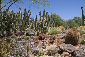 Desert flora