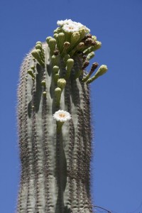 Flowering cactus