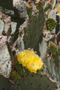 Cactus flower