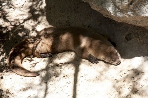 Sleeping otter