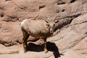 Mrs Bighorn Sheep