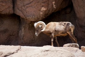 Mr Bighorn Sheep