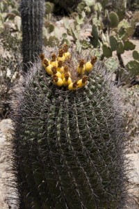 Flowering cactus