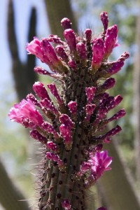 Purple flowers