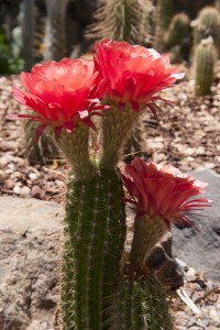 Red flowers