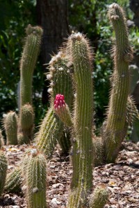 One red flower