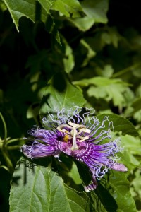 Purple flower