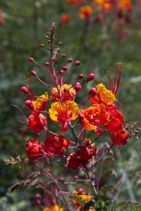 Orange flowers