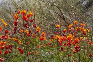 More orange flowers