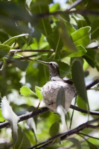 Hummingbird