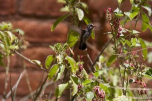 Hummingbird