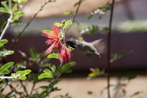 Hummingbird